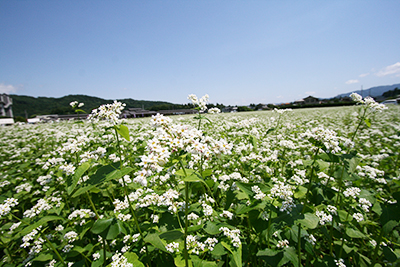 そば処ちちぶ花見の里