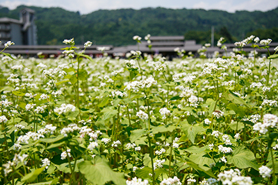 そば処ちちぶ花見の里