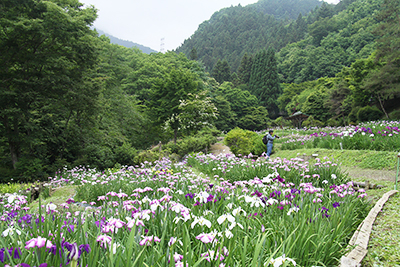 花菖蒲園