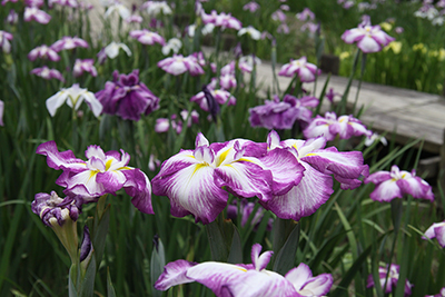 花菖蒲園