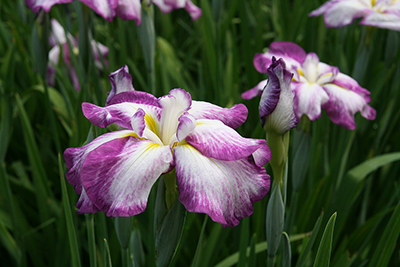 花菖蒲園