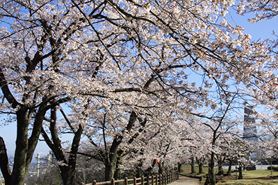 羊山公園見晴らしの丘