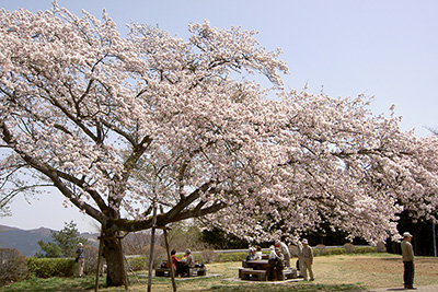 美の山公園