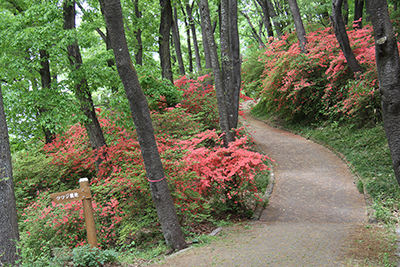 美の山公園