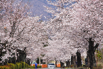 長瀞の桜