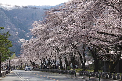 長瀞の桜