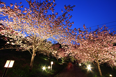 長瀞の桜