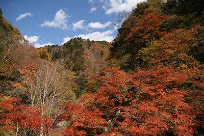 中津峡の紅葉