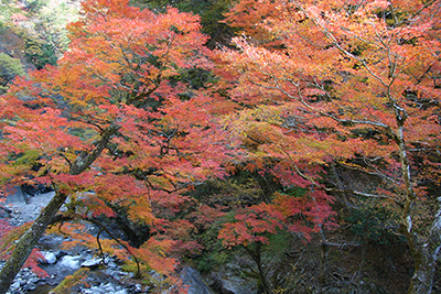 中津峡の紅葉