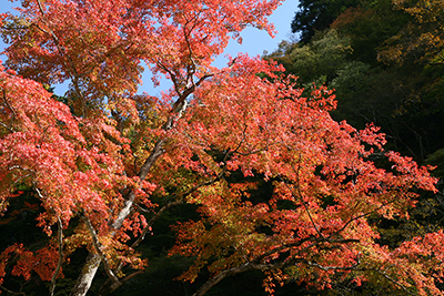 中津峡の紅葉