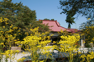 七草寺（秋の七草 女郎花）