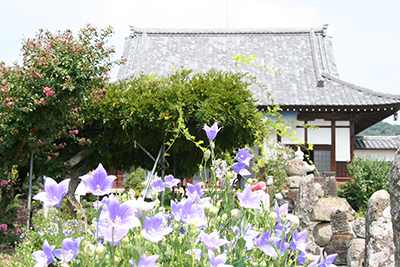 七草寺（秋の七草 桔梗）