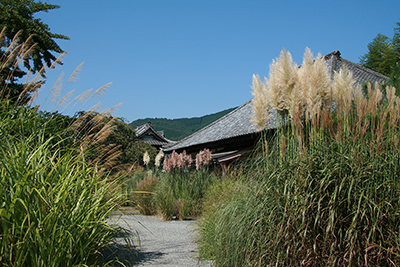 七草寺（秋の七草 尾花）