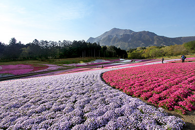 羊山公園芝桜の丘