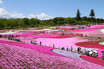 羊山公園芝桜の丘