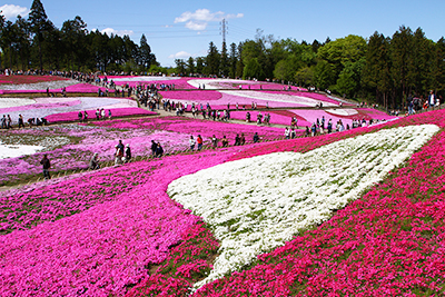 羊山公園芝桜の丘