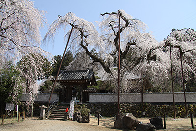 清雲寺のしだれ桜