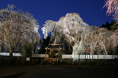 清雲寺のしだれ桜