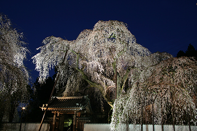 清雲寺のしだれ桜