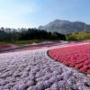 芝桜の丘