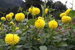 両神山麓ダリア園の画像